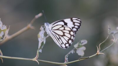 Türkiye'de 2016'da Siirt'te Botan Vadisi'nde görülerek kayıt altına alınan beyaz