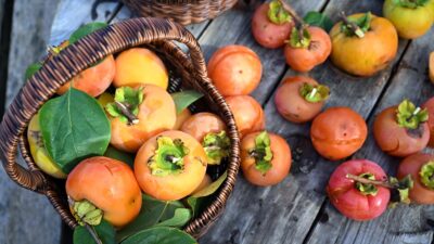 TRABZON (AA) – Kahverengi kokarcanın etkilediği “Trabzon hurması”nda hasat dönemi