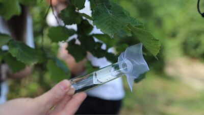 Tarım ve Orman Bakanlığı tarafından yürütülen "Kahverengi Kokarca İle Mücadele