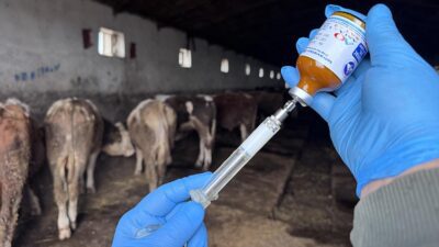 KARS (AA) – Doğu Anadolu B&ouml;lgesi’nde hayvancılığın yaygın yapıldığı Kars’ta,