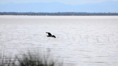 Fransa Kalkınma Ajansı tarafından desteklenen "Akdeniz Sulak Alanlarının Korunması ve
