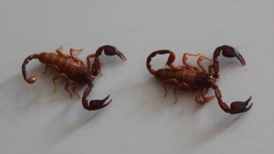 Konya'nın Beyşehir ilçesinde keşfedilen yeni akrep türü literatüre kazandırıldı.