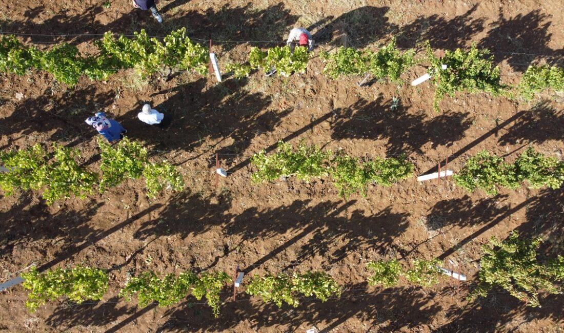 Sakarya Vadisi'ndeki Bilecik'in Söğüt ilçesi Küre köyünde bağcılık geleneği yüzyıllardır