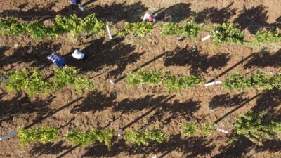 Sakarya Vadisi'ndeki Bilecik'in Söğüt ilçesi Küre köyünde bağcılık geleneği yüzyıllardır