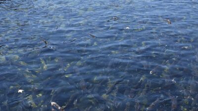 Kahramanmaraş merkezli 6 Şubat 2023'te meydana gelen depremlerin büyük yıkıma