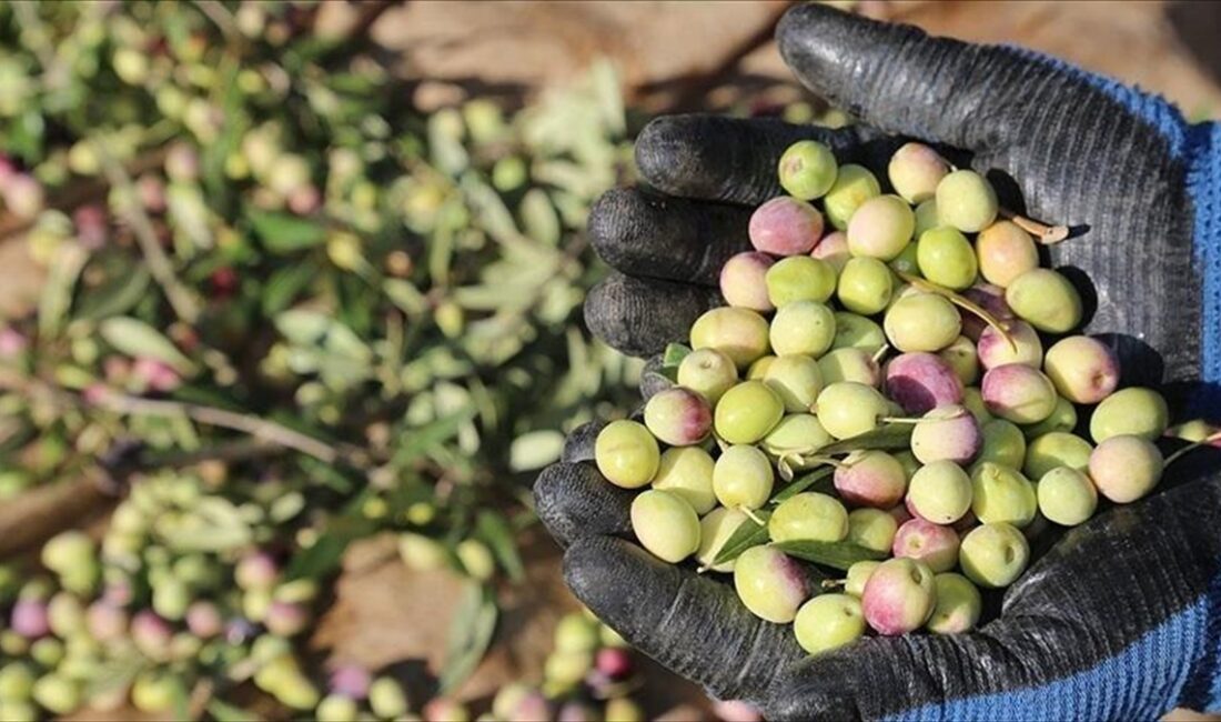 Marmara Zeytin Tarım Satış Kooperatifleri Birliği (Marmarabirlik), 2024-2025 iş yılı
