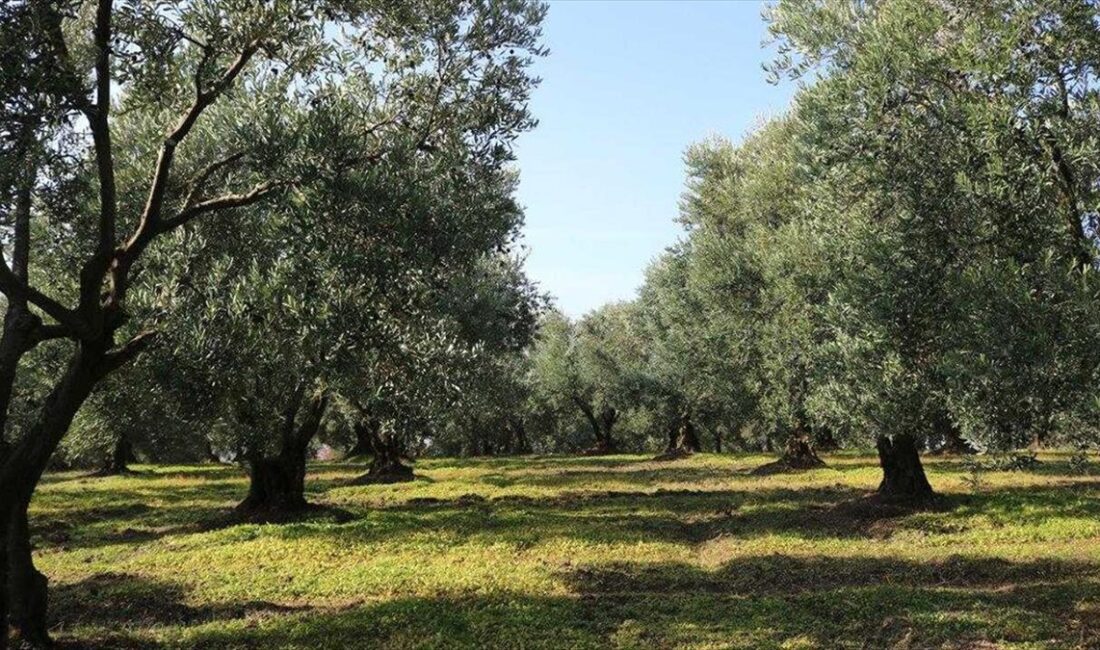 Marmara Zeytin Tarım Satış Kooperatifler Birliği (Marmarabirlik) Yönetim Kurulu Başkanı
