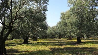 Marmara Zeytin Tarım Satış Kooperatifler Birliği (Marmarabirlik) Yönetim Kurulu Başkanı