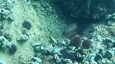 Ege, Akdeniz ve Atlas Okyanusu'nun doğusunda yaşayan balık türü grida,