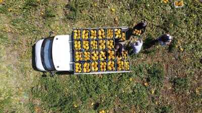 ERZINCAN (AA) – Şehrin Munzur Dağı eteklerindeki tarım arazilerinde meyve