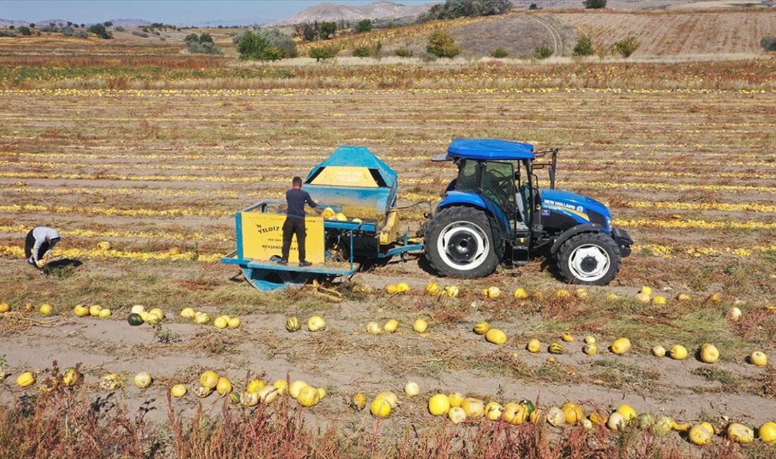 NEVŞEHIR (AA) – İklim ve toprak yapısına bağlı lezzetiyle bilinen