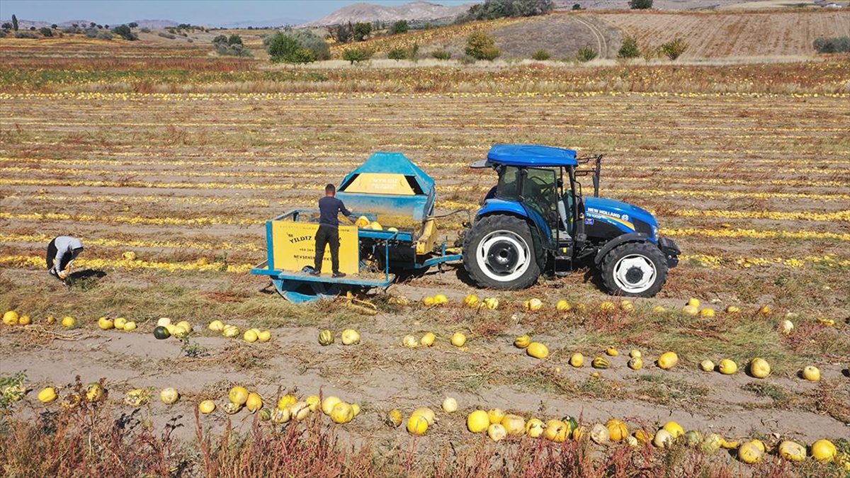 NEVŞEHIR (AA) – İklim ve toprak yapısına bağlı lezzetiyle bilinen