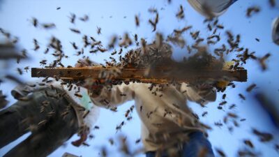 Organik arı yetiştiricilerine kovan başına 50 lira destek ödemesi yapılacak.