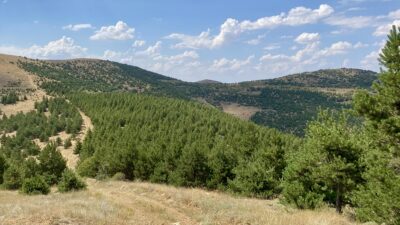 Tarım ve Orman Bakanlığına bağlı Orman Genel Müdürlüğü (OGM), gelecek