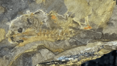 Çin ve Arjantin'den araştırmacılar, Arjantin'in Santa Cruz eyaletinde, Jura döneminden