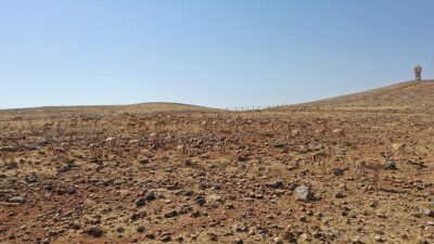 Nesli tükenme tehlikesi altında olduğu için Şanlıurfa'daki 75'inci Yıl Ceylan