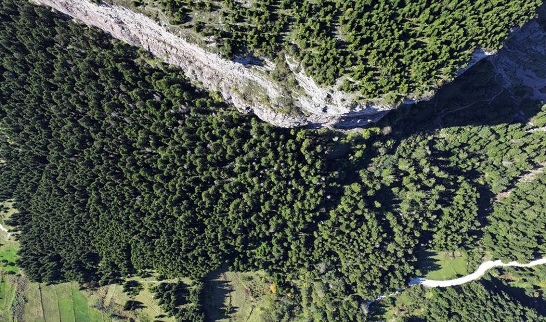 Trabzon'un Düzköy ilçesindeki Şahinkaya, sonbaharda doğaseverlerin rotasında ilk sıralarda yer