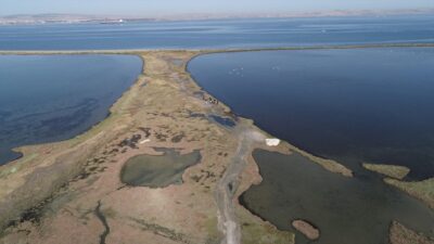 Tropik ormanlardan sonra biyolojik üretimi en yüksek ekosistemler olarak bilinen,