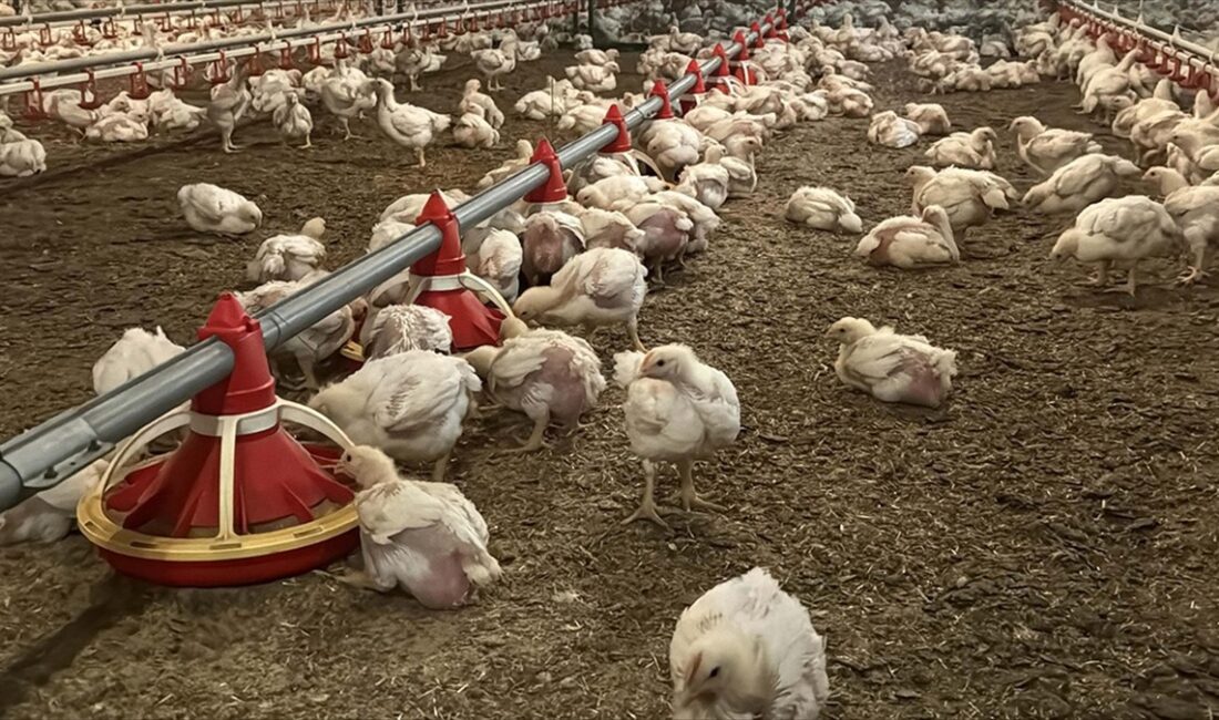 Türkiye genelinde tavuk eti üretimi, ağustosta geçen yılın aynı ayına