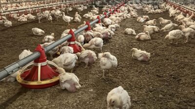 Türkiye genelinde tavuk eti üretimi, ağustosta geçen yılın aynı ayına