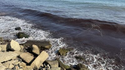 Tekirdağ'da kuvvetli rüzgar nedeniyle sahilin bir kısmı kırmızı yosunla kaplandı.