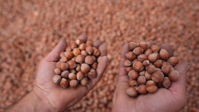 GIRESUN (AA) – Giresun Ticaret Borsasından (GTB) yapılan a&ccedil;ıklamada, fındık