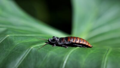 Konya Tropikal Kelebek Bahçesi'nde sergilenen Madagaskar tıslayan hamam böcekleri, çıkardığı