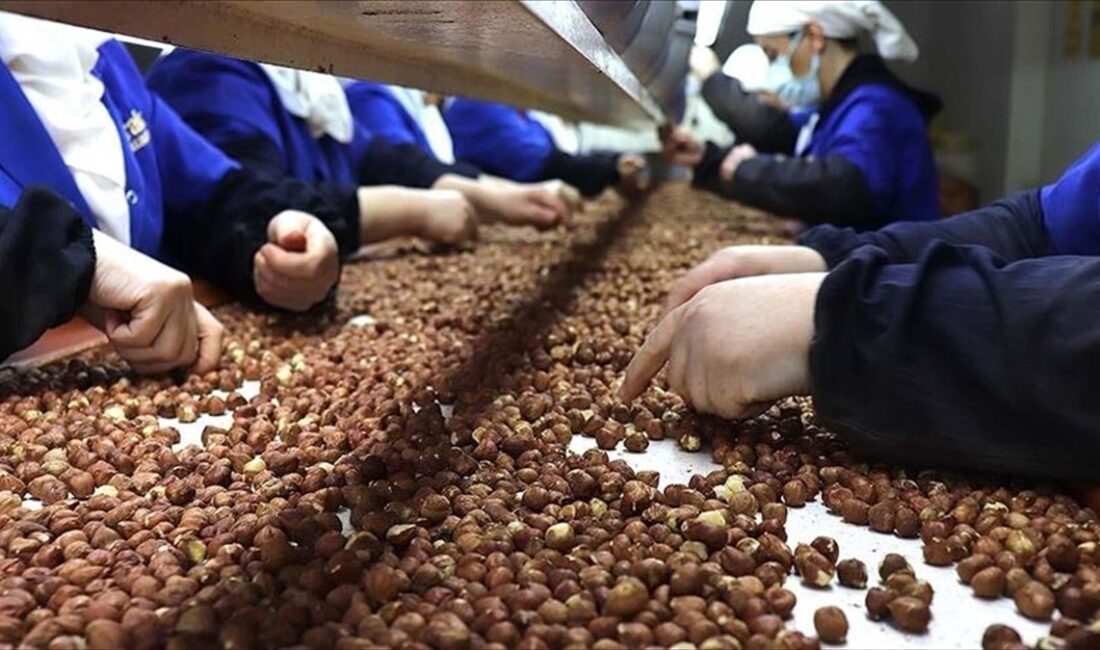  Türkiye, son 10 sezonda fındık ihracatından 20 milyar 789