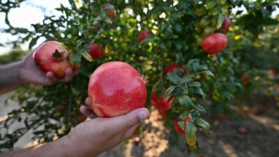 ANTALYA (AA) – HATİCE ÖZDEMİR TOSUN – Türkiye'den 114 ülkeye