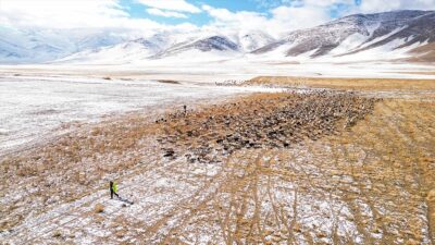 Van'ın Gürpınar ilçesinde merada hayvanlarını otlatan besiciler, gece başlayan kara