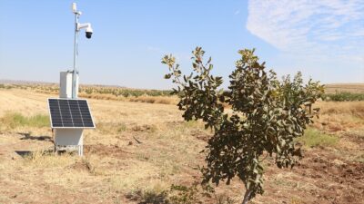 BATMAN (AA) – Yapay zeka çiftçinin yerine fıstık bahçelerinin takibini