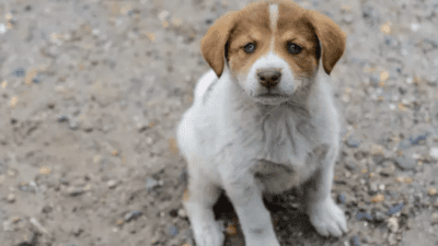 Tarım ve Orman Bakanlığı sahipsiz hayvanlara ilişkin esasları belirledi. Sahiplendiği