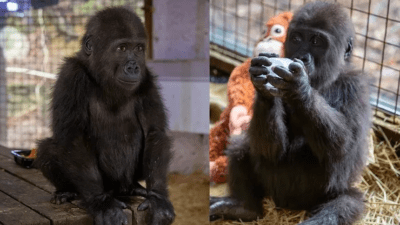 İstanbul Havalimanı'nda Nijerya'dan Bangkok'a gönderilen bir kargoda ele geçirilen goril