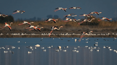 Türkiye'den geçen 3 kuş göç rotasının kesiştiği Doğu Akdeniz'deki sulak