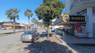 Antalya Manavgat’ta etkili olan şiddetli fırtına ilçenin sembolü olan turunçların