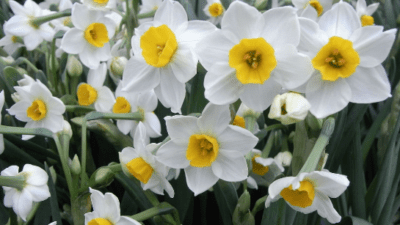 ANTALYA'da kasım ayında yetişen ve şubata kadar hasadı devam eden