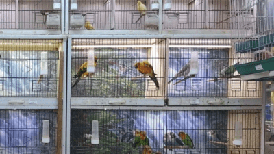 Antalya DKMP ekipleri, pet shop denetimlerinde ayaklarında bilezik veya çip