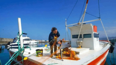 Trabzon'da ticari su ürünleri avcılığı yapan 1.023 balıkçı gemisinin 882'si