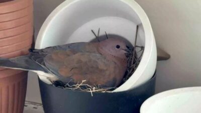 Düzce'deki bir bahçe ürünleri işletmesinde sergilenen saksının içine kumru yuva