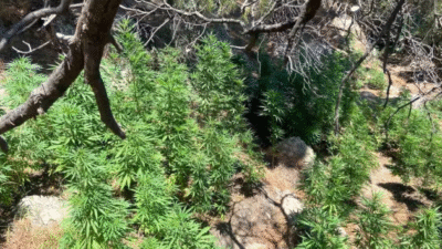 Aydın'ın Söke ilçesinde, yasa dışı kenevir ekimi yapan üç şüpheli