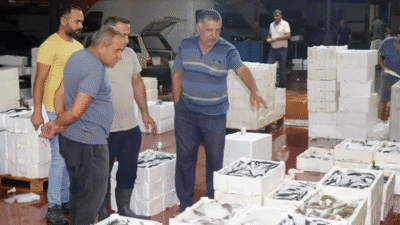 Akdeniz'de av yasağı kalktı; 1 kilo fiyatına 1 kasa balık