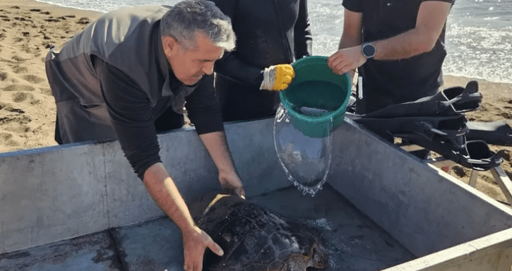 Olta iğnesi saplanan ve ağlara takılan kaplumbağa deniz polisleri tarafından kurtarıldı Antalya İl Emniyet Müdürlüğü’ne bağlı dağlıç polisler olta iğnesi saplanan