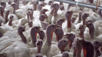 Türkiye’de hindi tüketimi hâlâ yılbaşıyla sınırlıyken, üreticiler bu alışkanlığın değişmesi