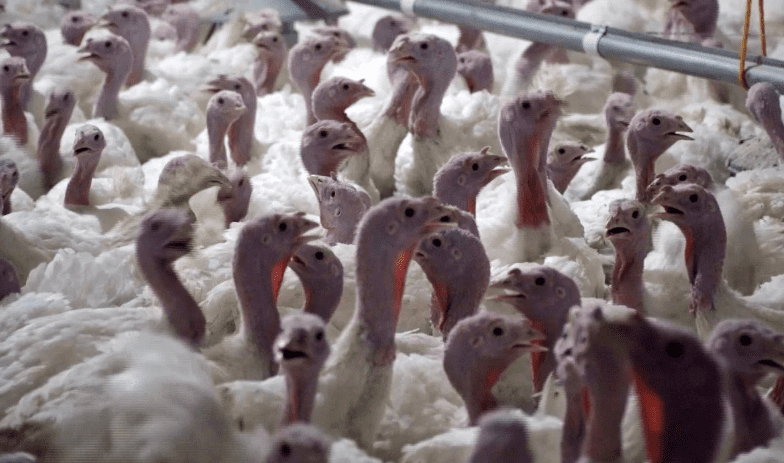 Yılbaşının gözdesi hindi fiyatları Antalya’da belli oldu Türkiye’de hindi tüketimi hâlâ yılbaşıyla sınırlıyken, üreticiler bu alışkanlığın değişmesi