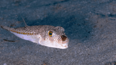 Antalya'da zehriyle öldüren, kuvvetli çenesiyle balıkçıların malzemelerine zarar veren balon