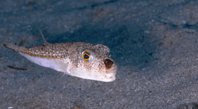 Antalya'da zehriyle öldüren, kuvvetli çenesiyle balıkçıların malzemelerine zarar veren balon