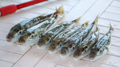 TARIM ve Orman Bakanlığı’nın zehriyle öldüren, kuvvetli çenesiyle balıkçıların av