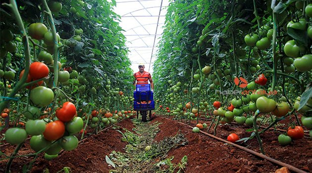 Dönüşüm çalışması kapsamında eski seralar modernize edilecek Antalya Valisi Hulusi
